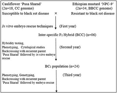 Introgression of Black Rot Resistance from Brassica carinata to Cauliflower (Brassica oleracea botrytis Group) through Embryo Rescue